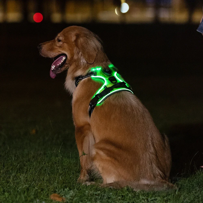 Világító LED-es kutyahám - Image 2